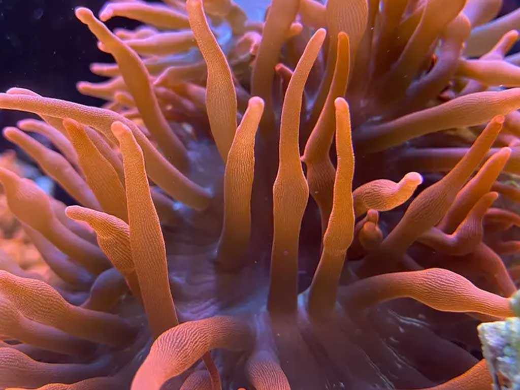 Live corals at Fish By Design