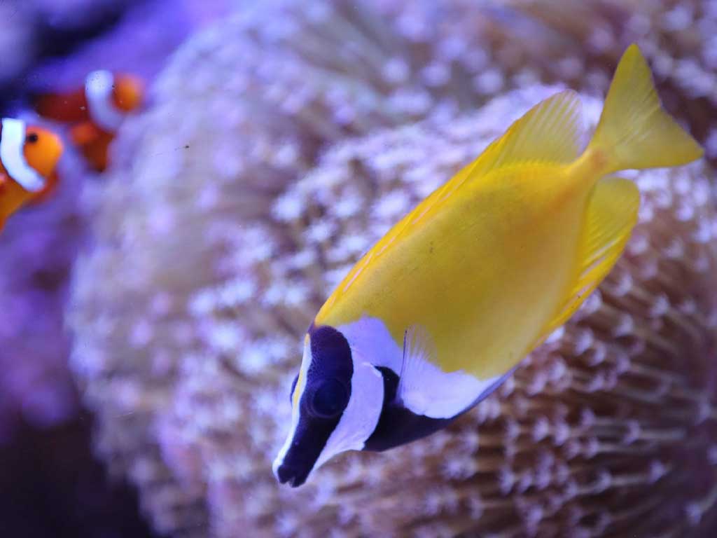 Saltwater fish