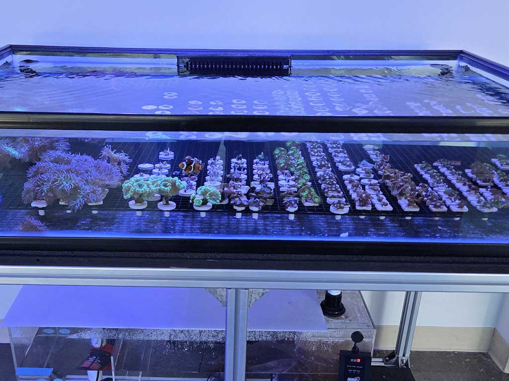 Coral and livestock shipping