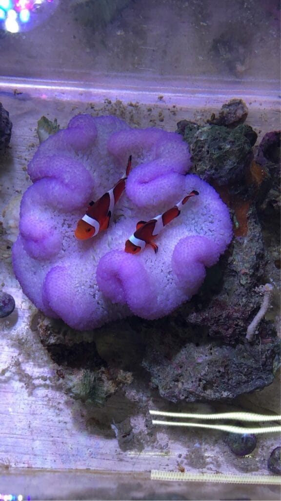 Carpet Anemone
