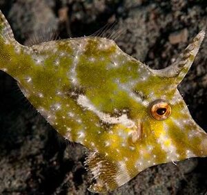 Filefish