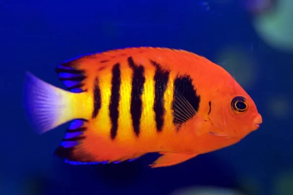 Flame Angelfish