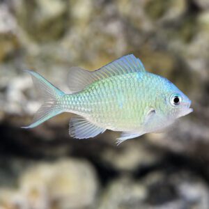 Green Chromis