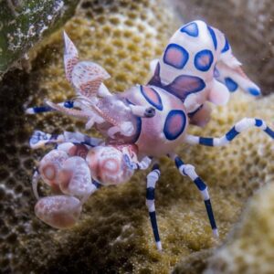 Harlequin Shrimp