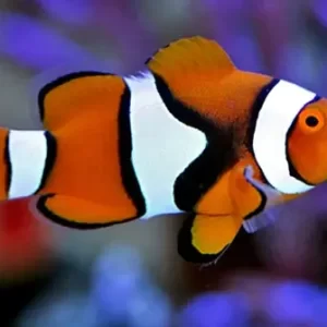 Percula Clownfish