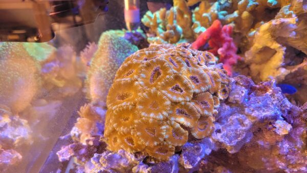 Puffy Red Acan