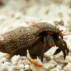 Red Leg Hermit Crab