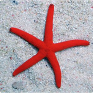 Red Linckia Sea Star