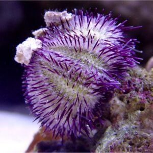 Sea Urchin