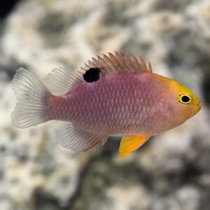 Talbot Damselfish