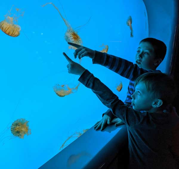 Aquariums with Jellyfish