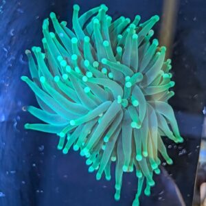 Yellow Tip Green Torch