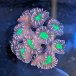 Green Eye Candy Cane Coral