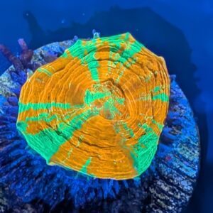 Reverse Bleeding Apple Scoly