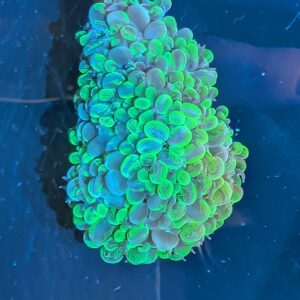 Splatter Green Bubble Coral