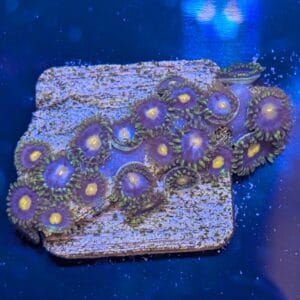 Blue/ Purple Hornet Zoa Colony