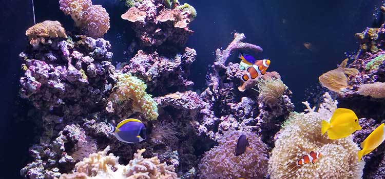 Reef aquarium custom installation luxury home design Los Angeles