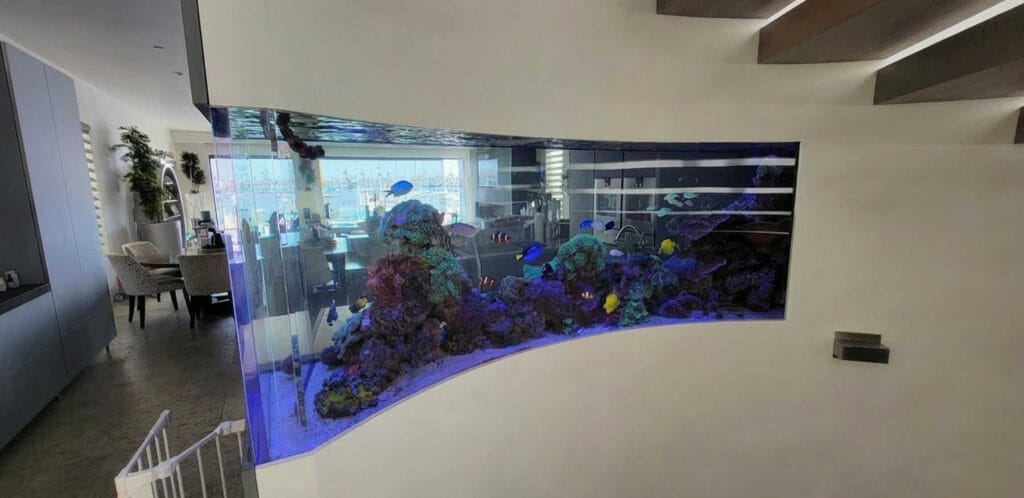 Curved reef aquarium