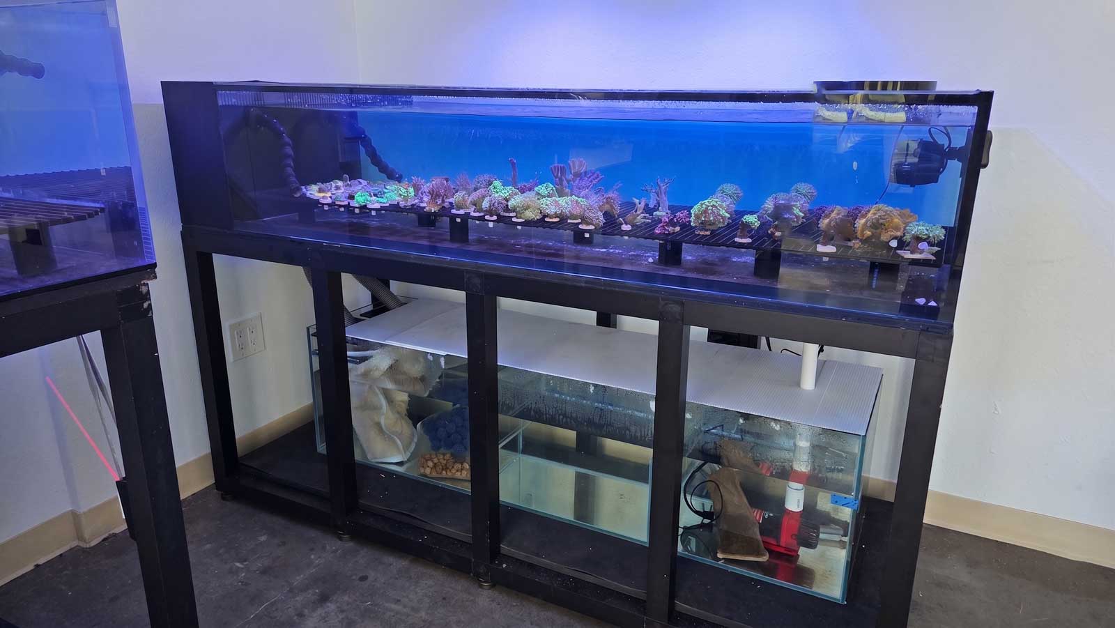 Live coral display Westminster California aquarium store