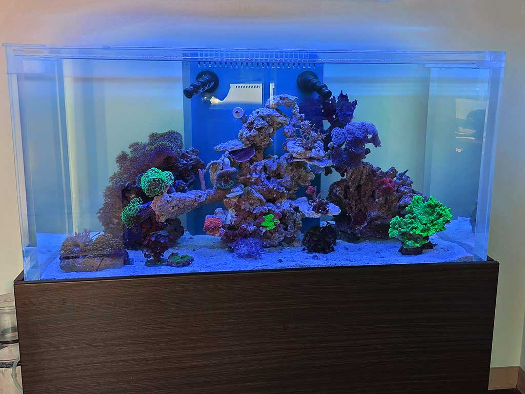 Display reef aquarium Fish By Design showroom Orange County